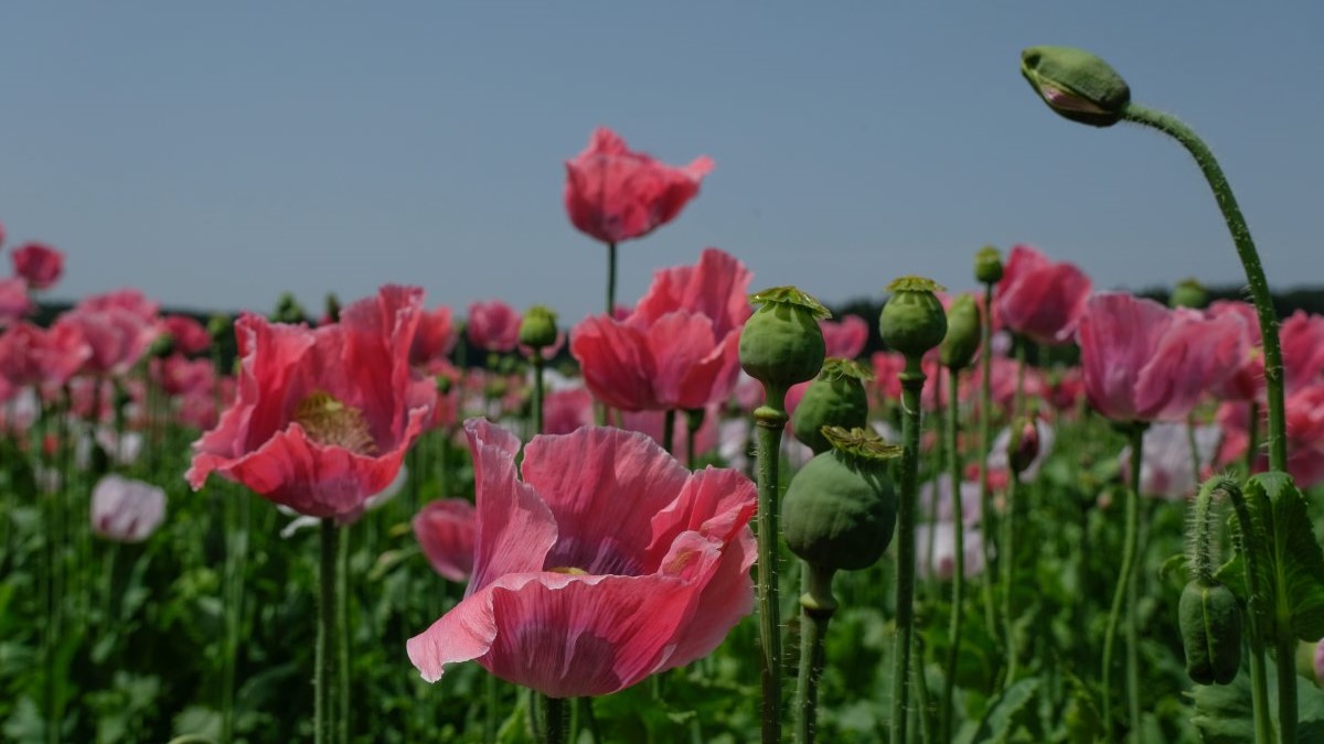 Schlafmohn in Armschlag