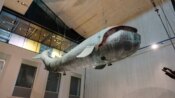 Der Walfisch im Wienmuseum